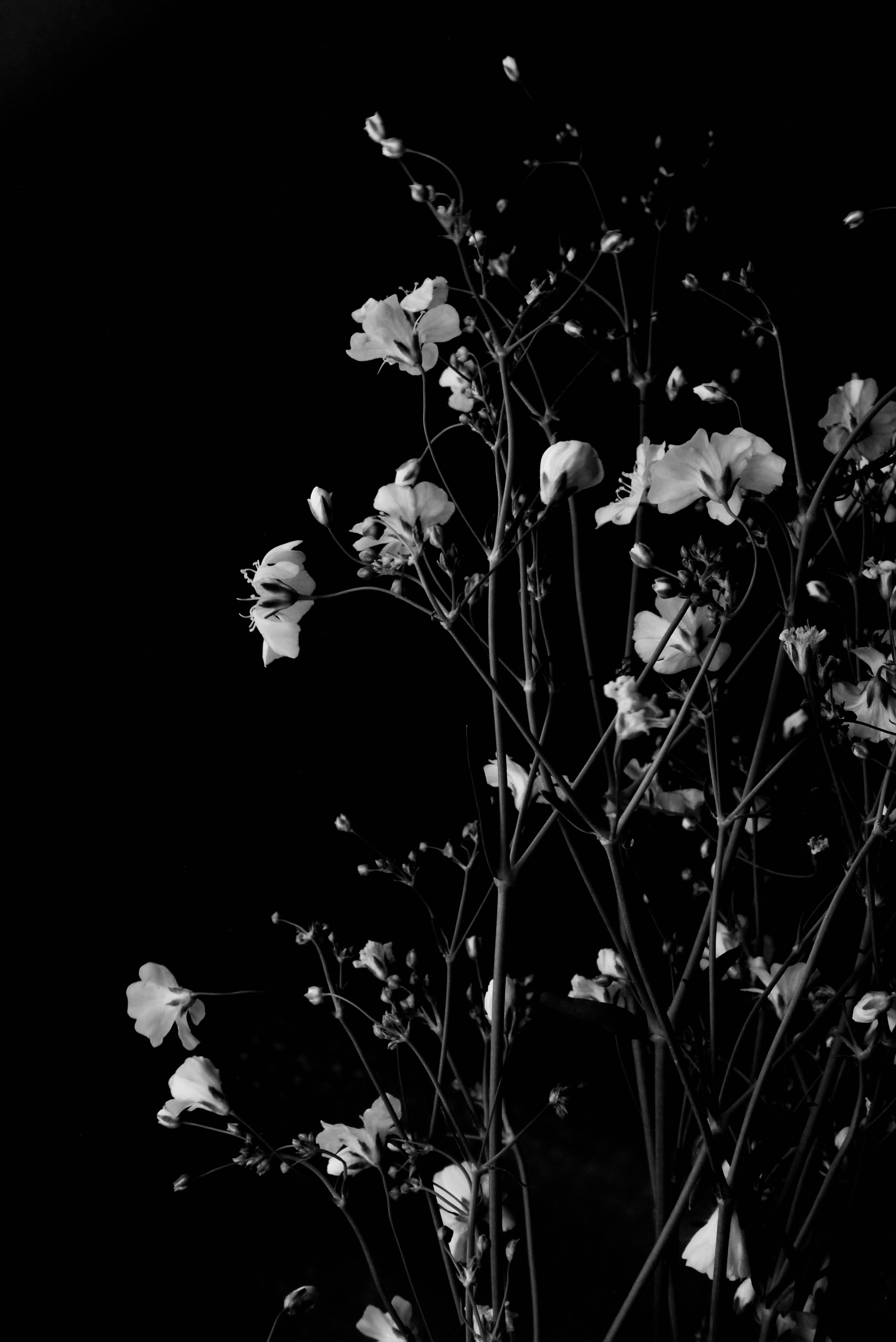 grayscale photo of flower in bloom